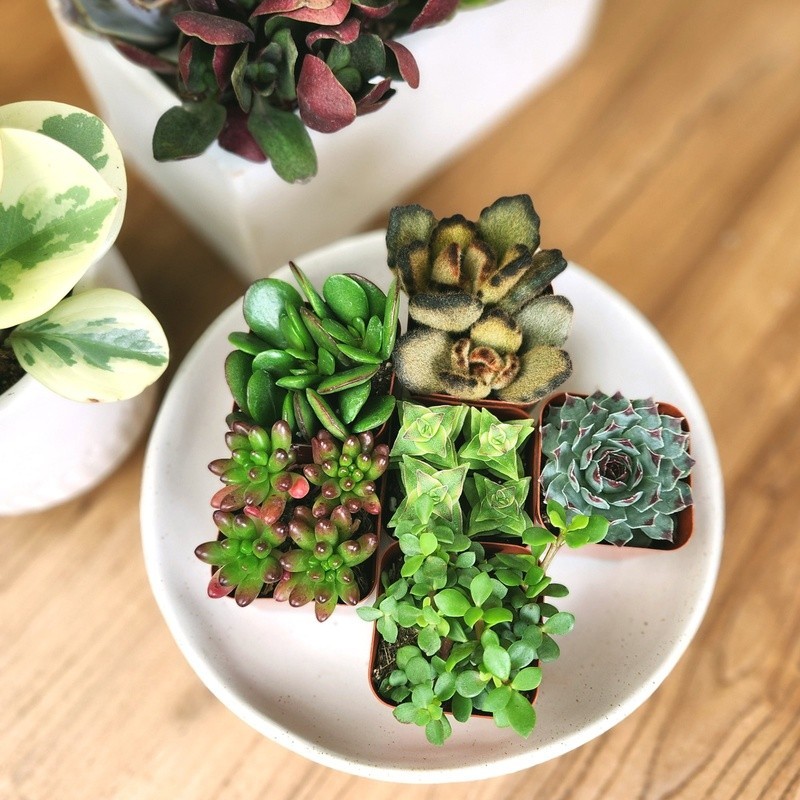 Multicolor Succulent Plants Live Indoor Pack of 6 Easy Care Grower Pots New