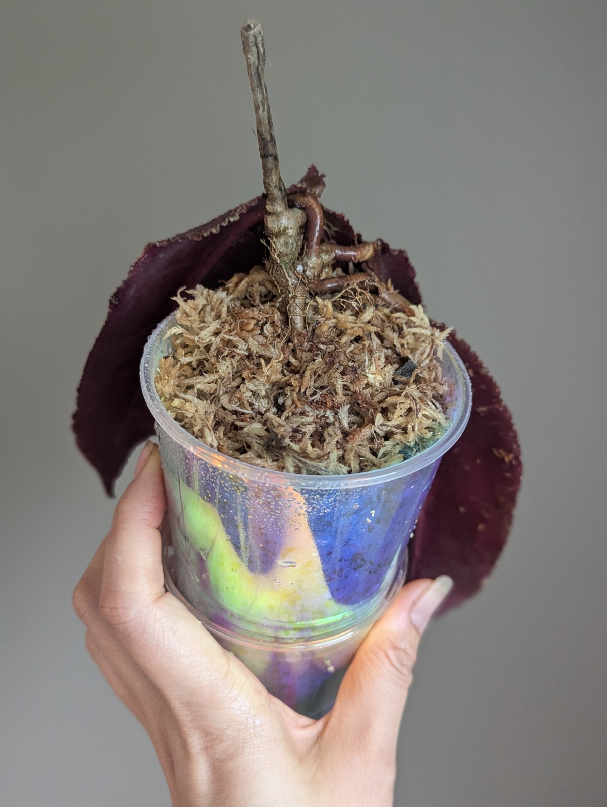 Rare Hoya Undulata Red Sp Borneo US SELLER