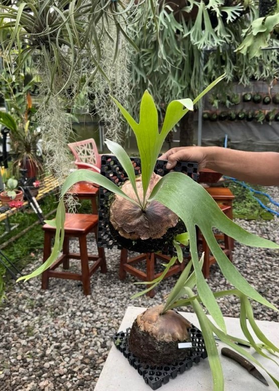Platycerium bifurcatum – Classic Staghorn Fern • Easy Care Live