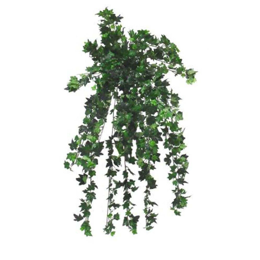 Mini German Ivy with 825 Leaves 30 Stems 34in Green