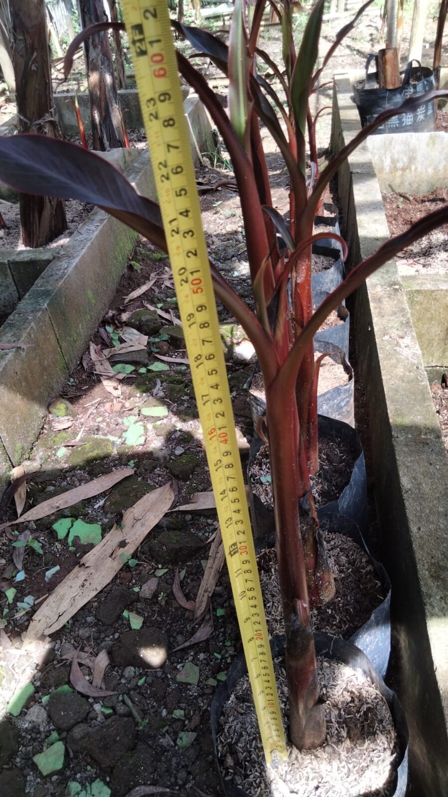Banana Musa Black Papua Musa Paradisiaca Real Picture RARE PLANT