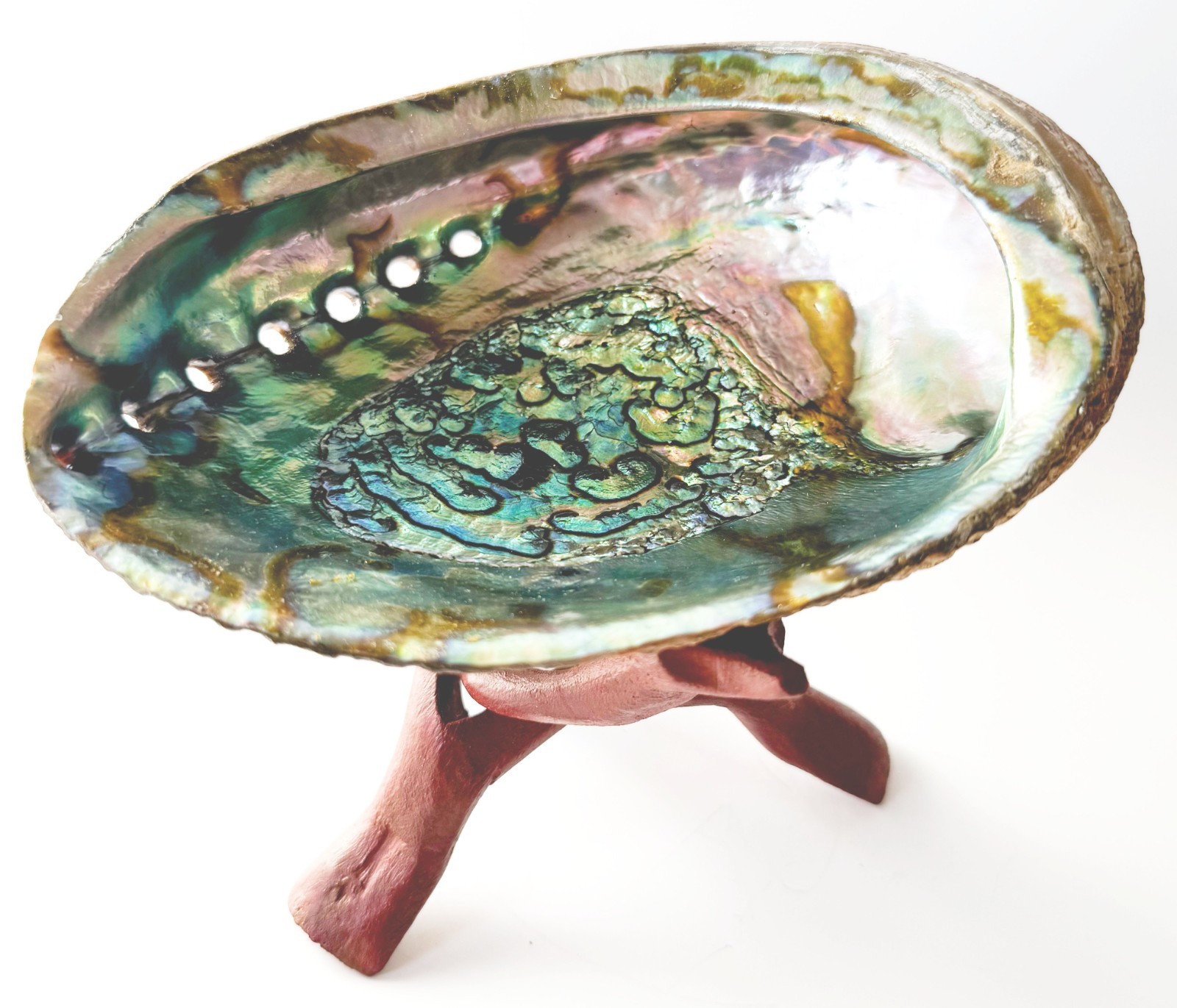 Gorgeous Abalone Shell 5-6 inches and Wood Stand 6 inches – Free Shipping!