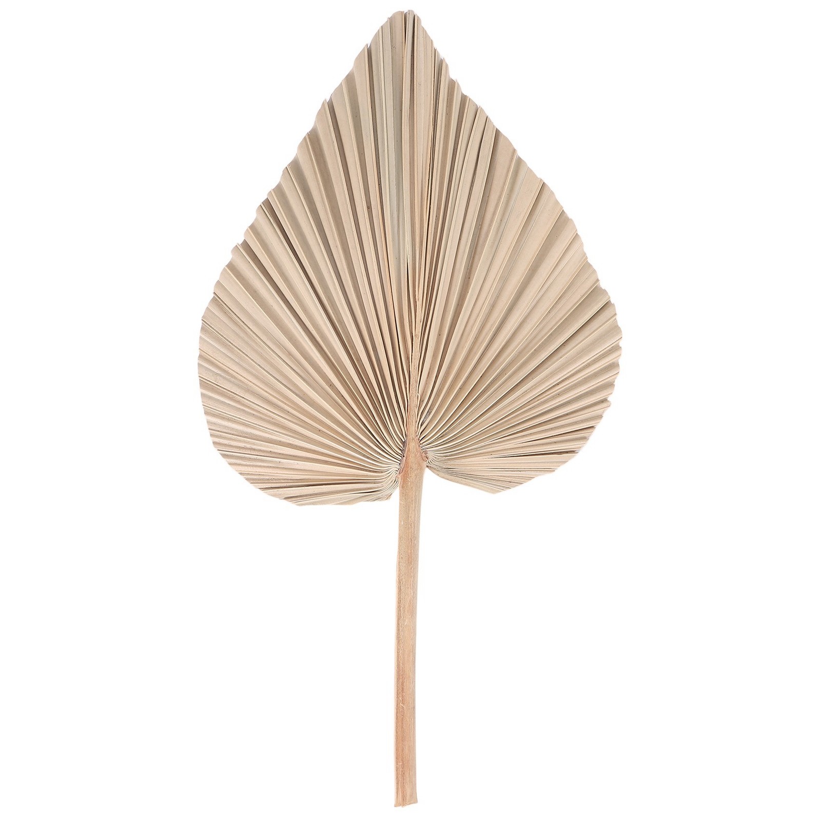Dried Palm Leaves Room Decor 5 Pieces – 18Inch H x 10Inch W Natural Palm5881