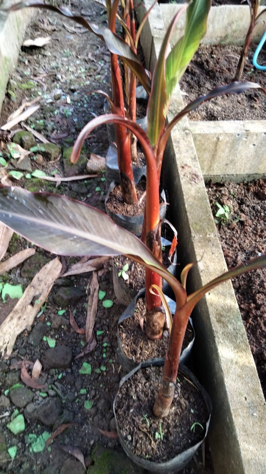 Banana Musa Black Papua Musa Paradisiaca Real Picture RARE PLANT