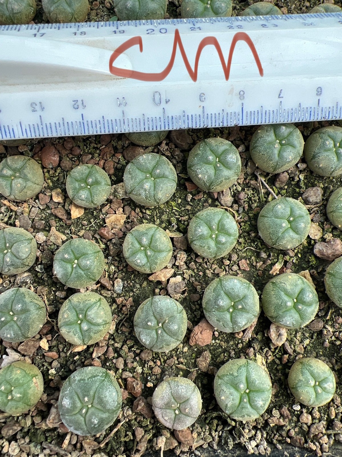5 pieces! Best cactus from my seeds, Huizache, SLP, own root seedlins