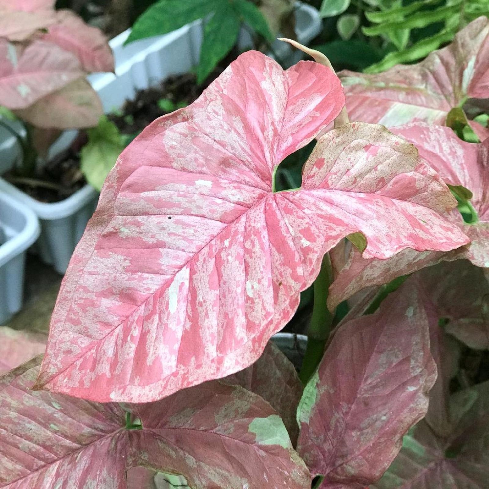 Syngonium Pink Anya Variegated Rare Plant Soft Pink Variegation Arrowhead Plant