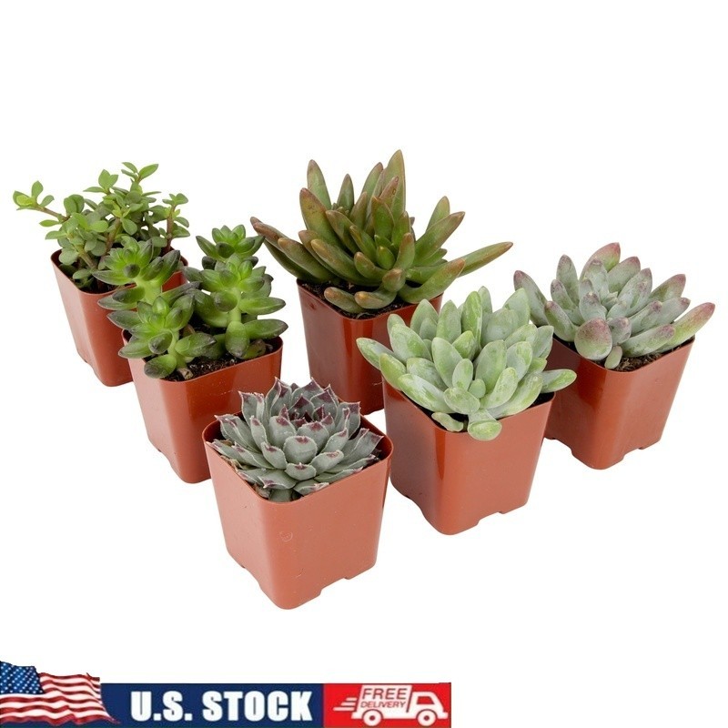 Multicolor Succulent Plants Live Indoor Pack of 6 Easy Care Grower Pots New