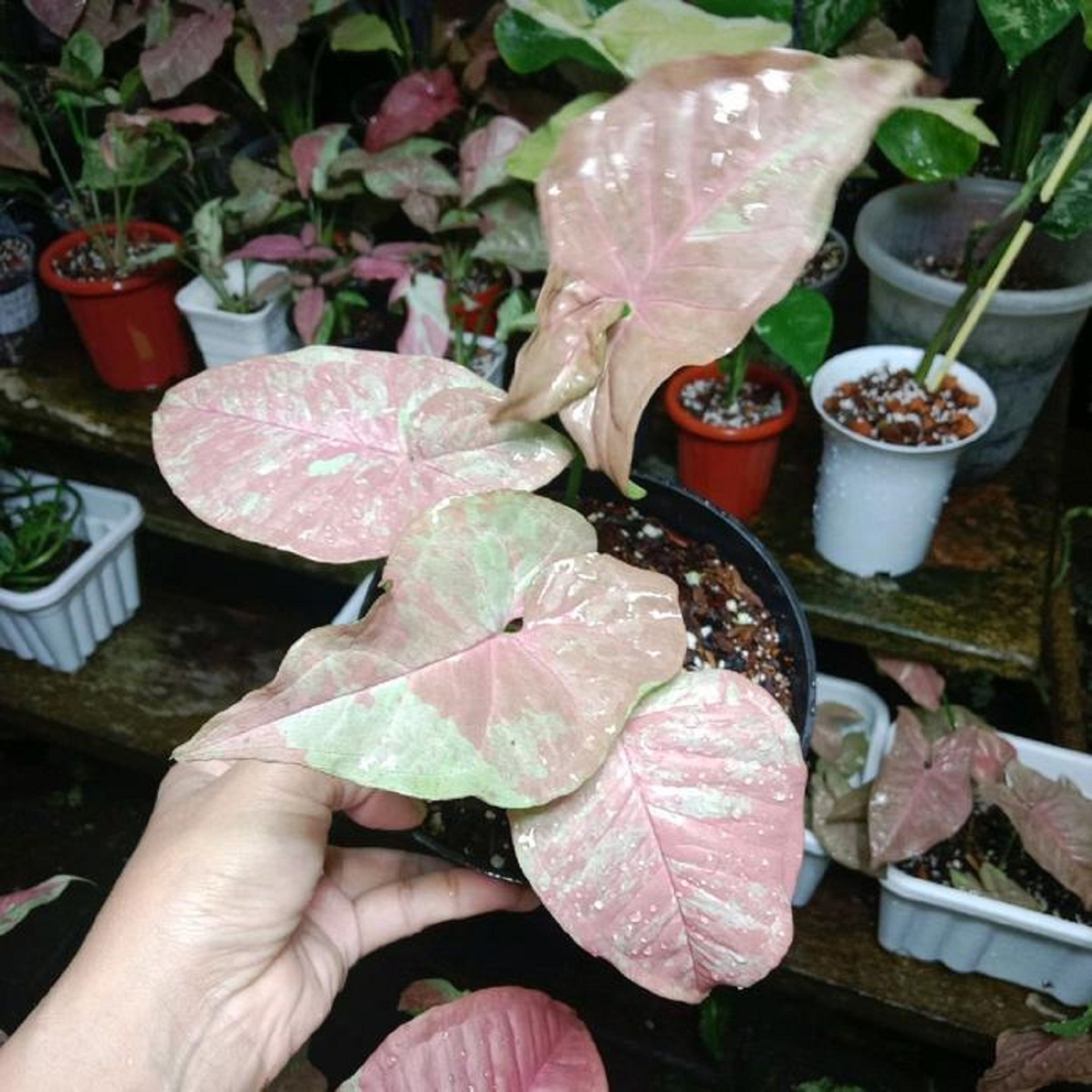 Syngonium Pink Anya Variegated Rare Plant Soft Pink Variegation Arrowhead Plant