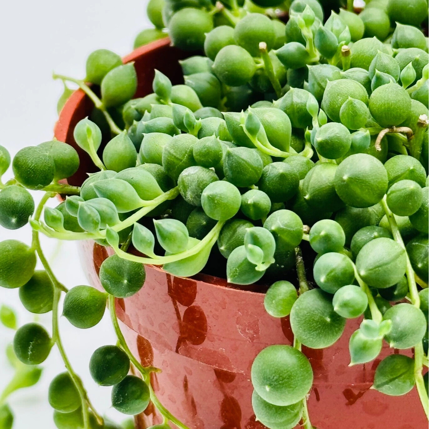 4″ String of Pearls Live Trailing Succulent Fully Rooted in Pots with Soil Mix
