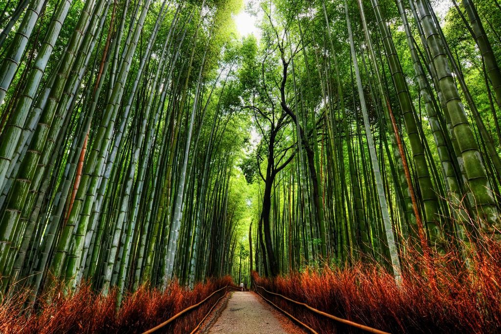 Bamboo Forest Trees With Path in Kyoto Japan Photo Photograph Poster 36×24