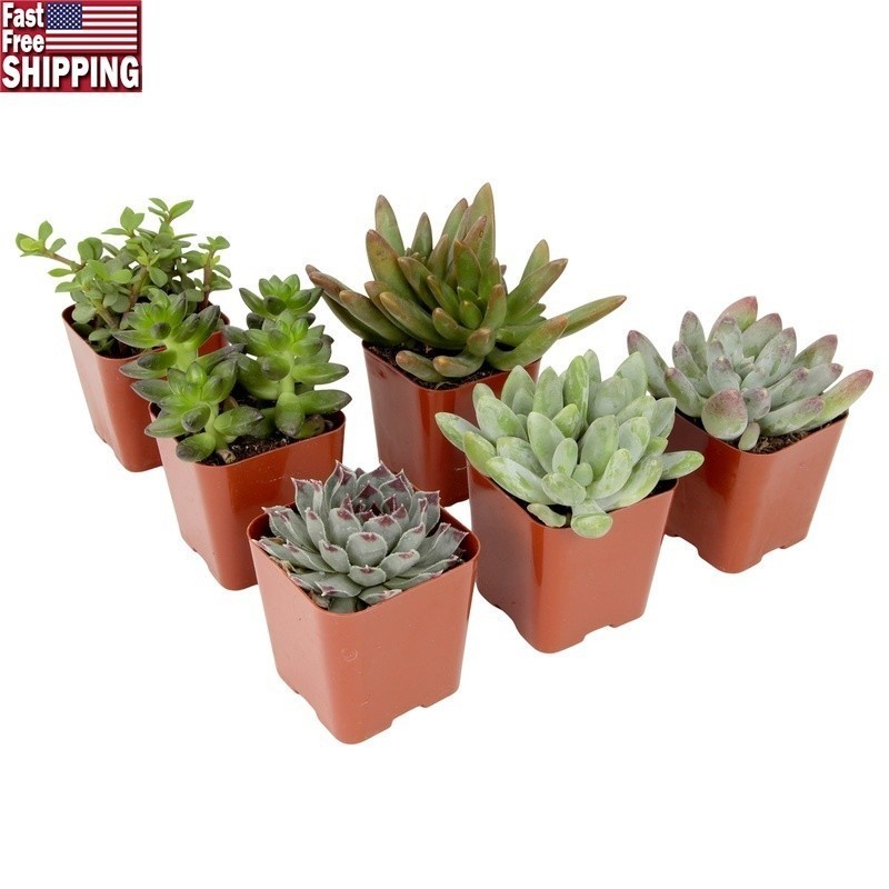 Multicolor Succulent Pack of 6 Live Indoor Plants Easy Care Home Decor New