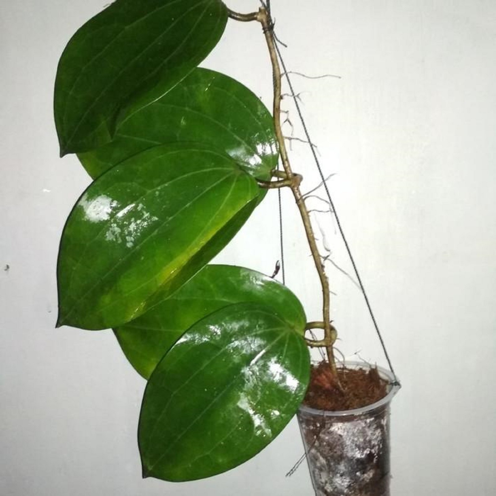 Hoya Glabra Live Plant Rare Tropical Wax Plant Easy Care Grow in pot