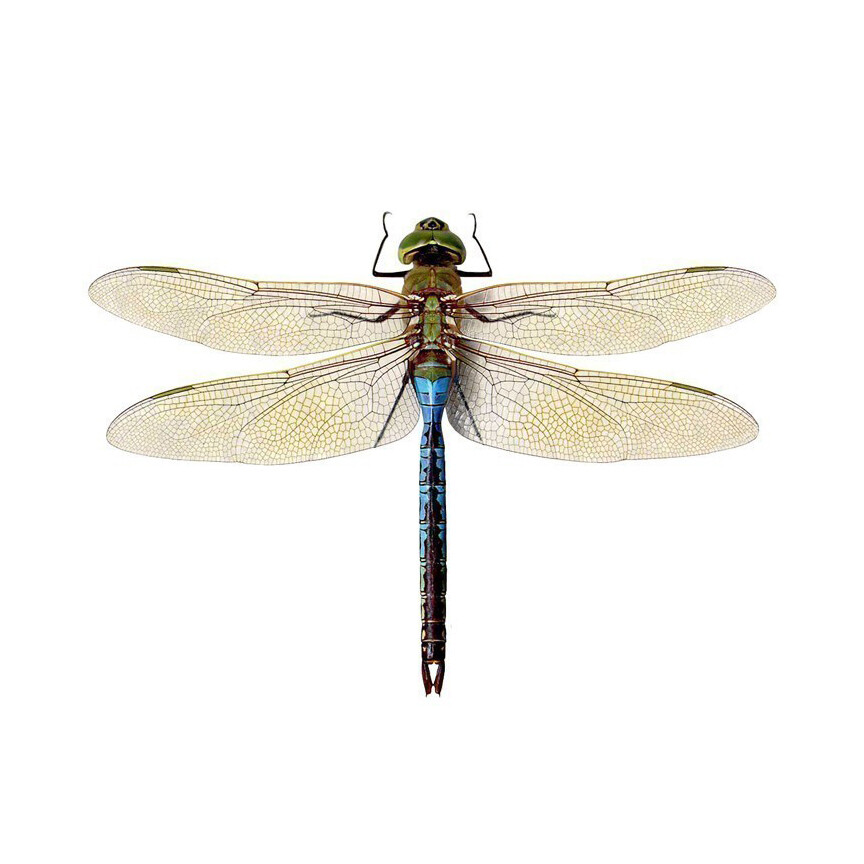 Blue Green Realistic Dragonfly Decal 6″ wingspan – Peel and Stick Indoor or Out