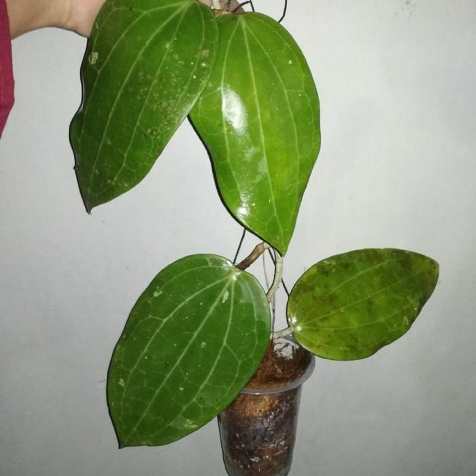 Hoya Glabra Live Plant Rare Tropical Wax Plant Easy Care Grow in pot