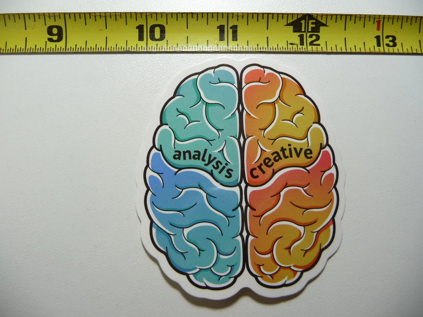PARTS OF THE BRAIN SMALL STICKER DECAL SCIENCE SCHOOL COLLEGE EDUCATION LAPTOP