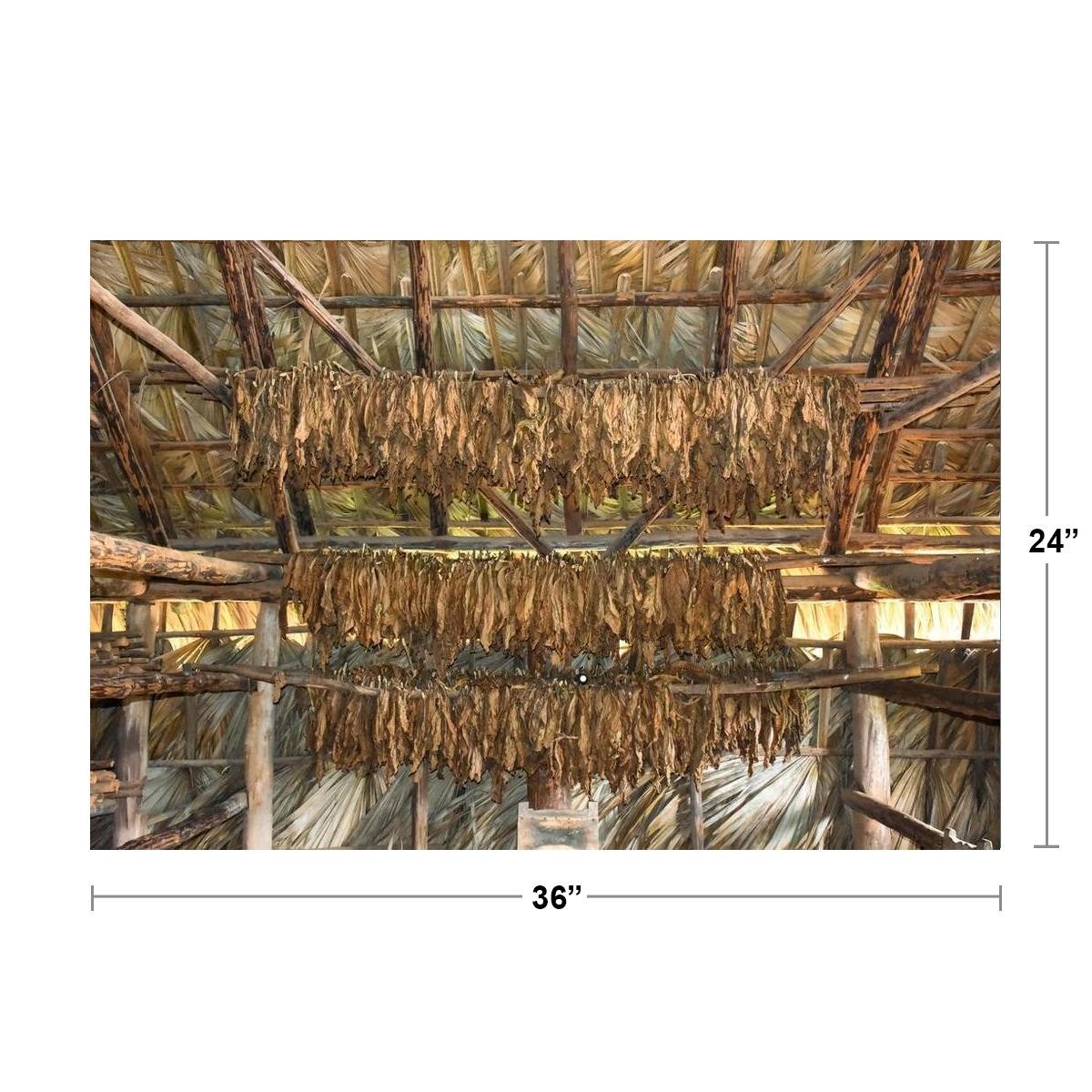 Tobacco Leaves Drying in Organic Farm in Cuba Photo Photograph Poster 36×24