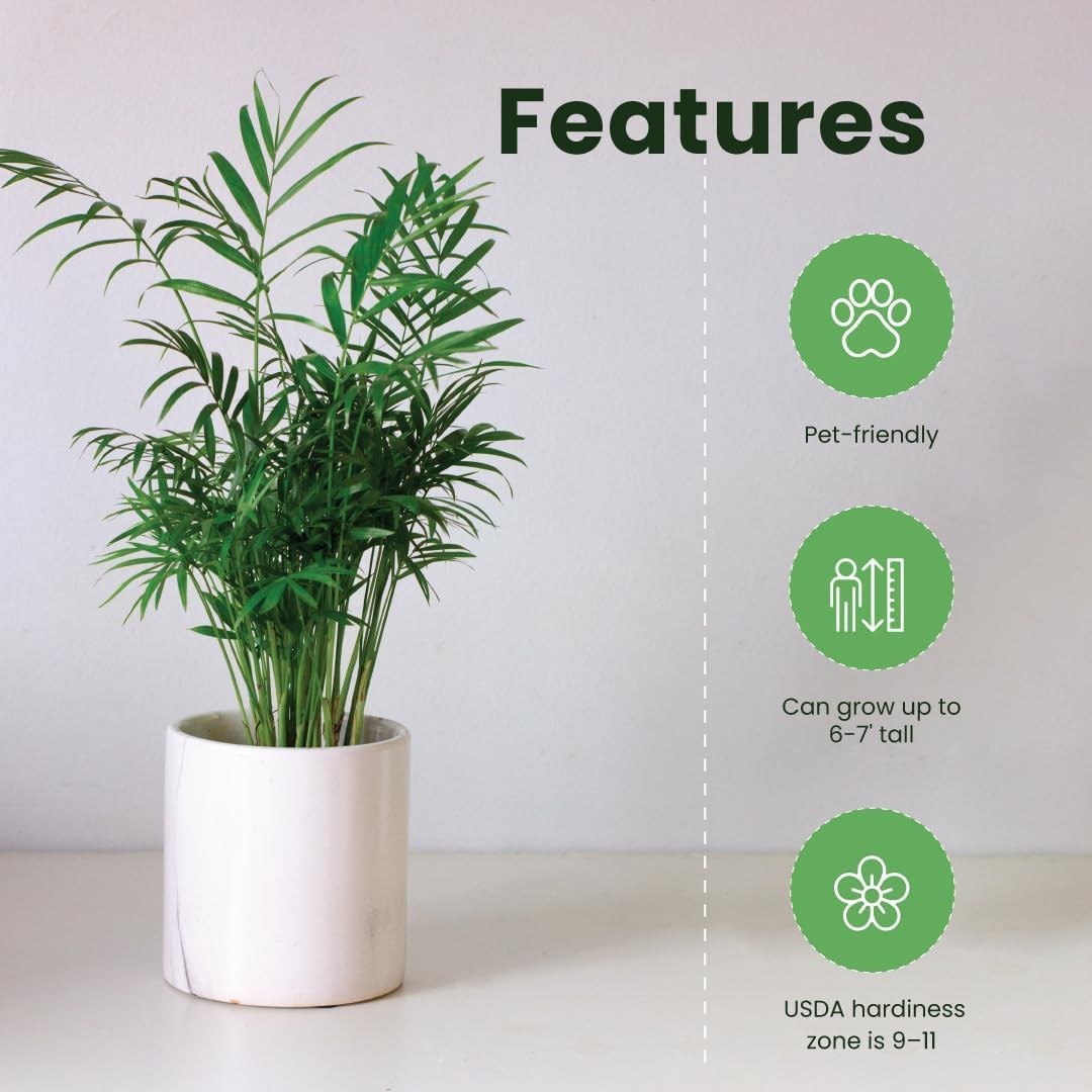 Areca Palm – Live 4-Inch 3-Pack, Easy-Care Tropical Houseplants with Lush Gre…