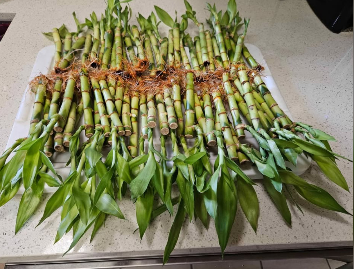 10 Lucky Bamboo Plants 6 inches with Gold Wire, Home Decor, Office Decor
