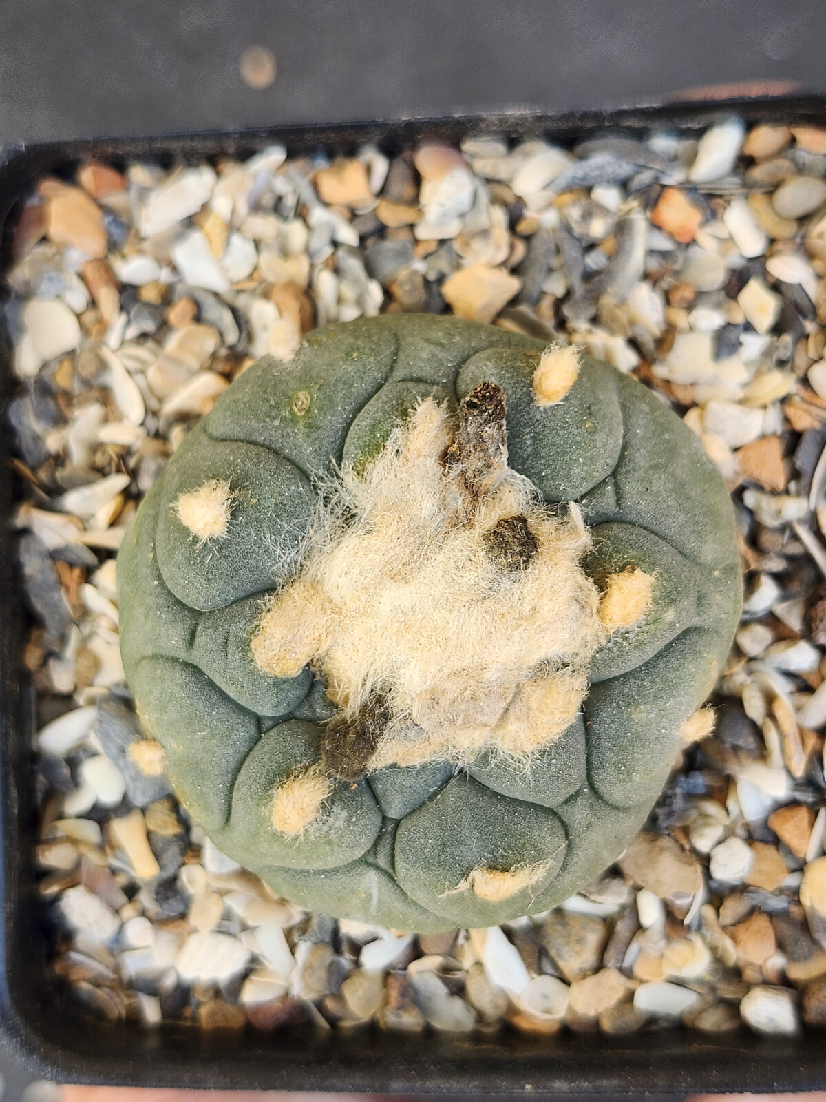 ONE(1) RARE Cactus sp koehresii, seed grown in 2.60″ pot, large root
