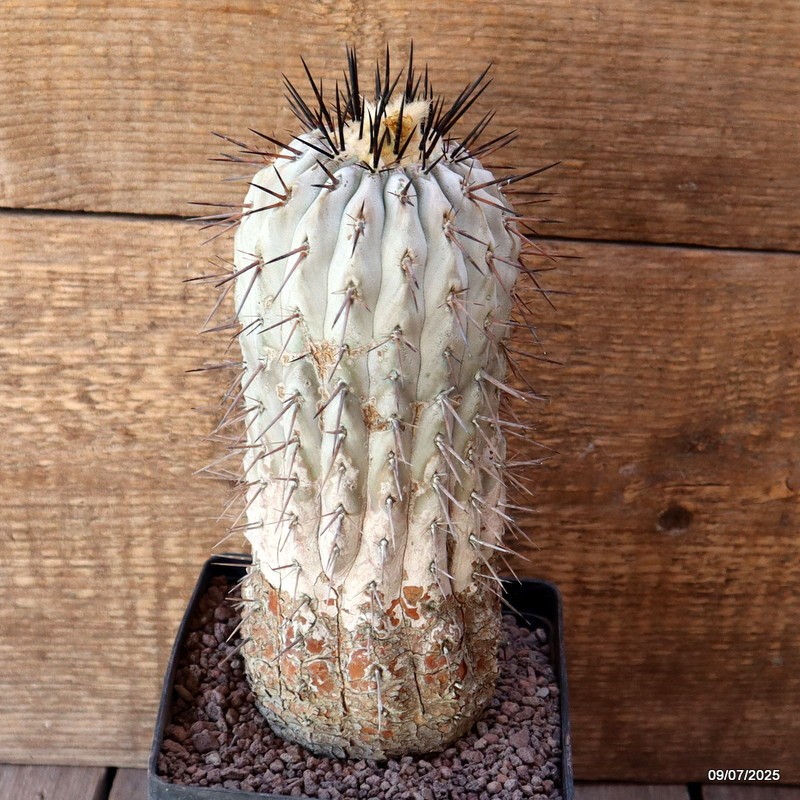D5178 COPIAPOA CINEREA TALTAL pot12-H19-W8 cm MaMa Cactus