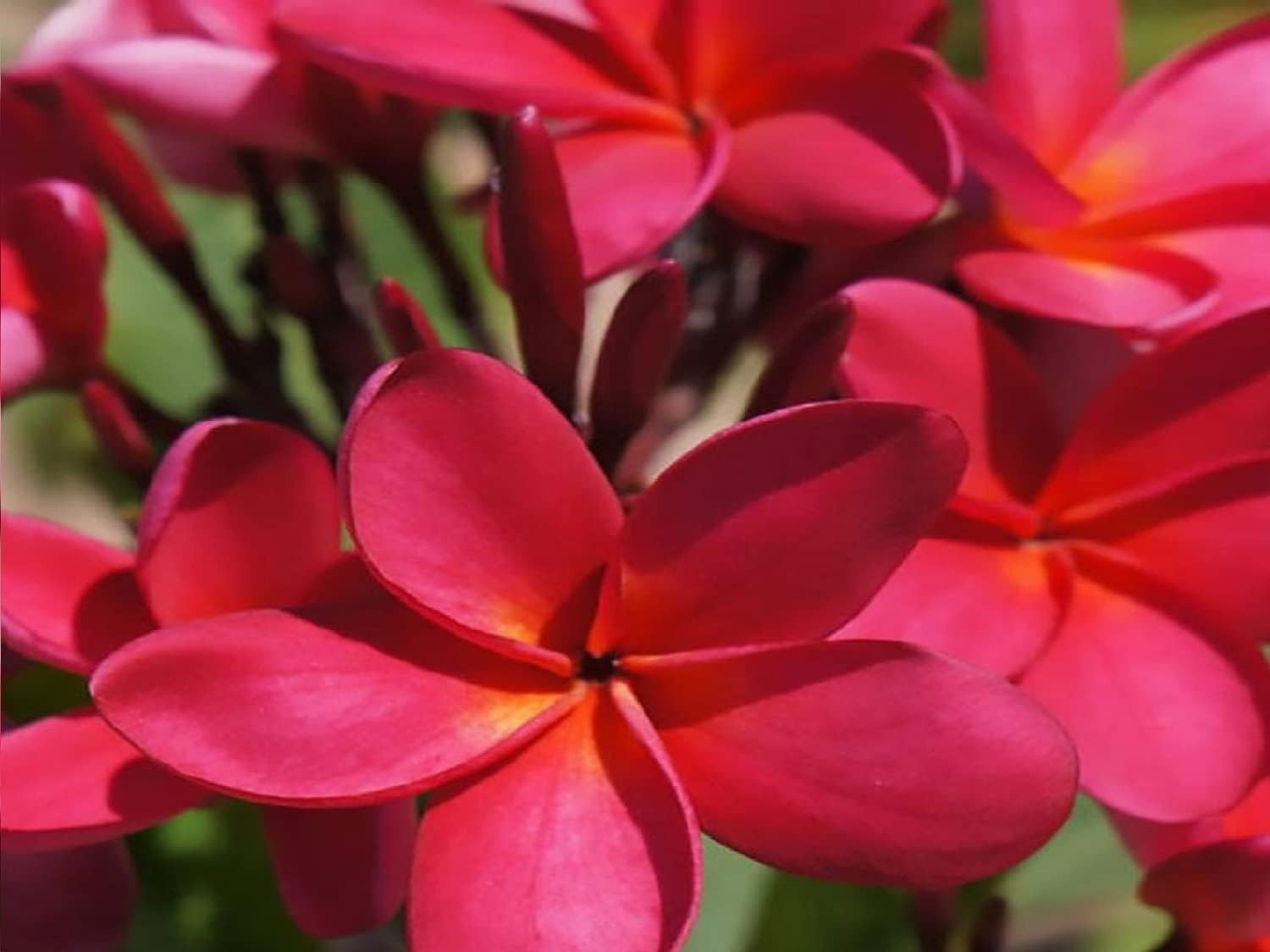 1 HAWAIIAN RED PLUMERIA FRANGIPANI PLANT CUTTINGS – FRAGRANT EASY TO GROW