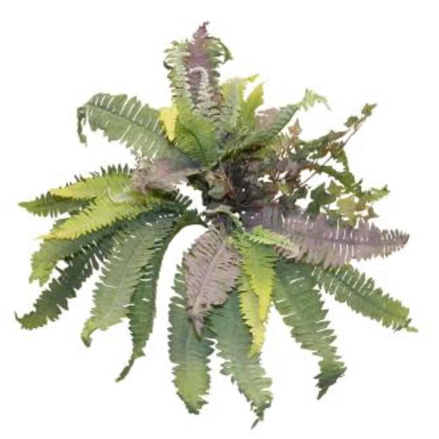 Boston Fern Fall Bush 10 Stems 166 Leaves 22in Green