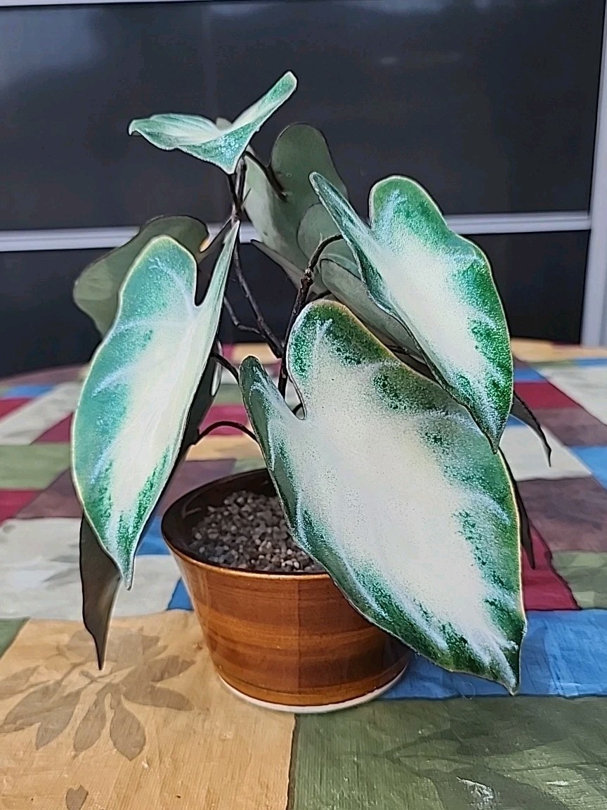 Vintage Enameled Metal Faux Variegated Alocasia Plant W Glazed Brown Pot *READ*
