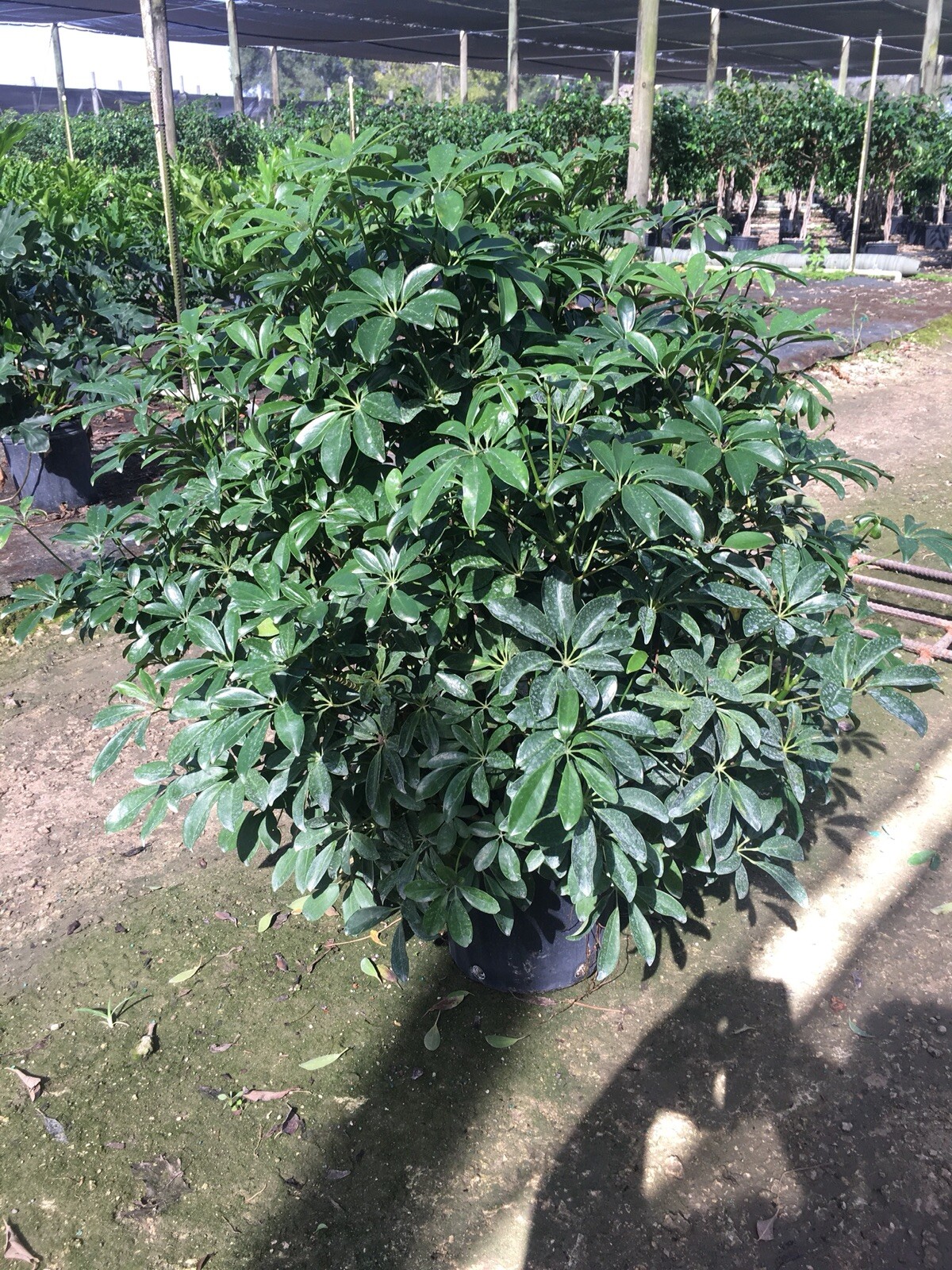 Live Hawaiian 10″Schefflera/Arboricola Bush In An 10” Growers Pot @ 28/30” Tall.