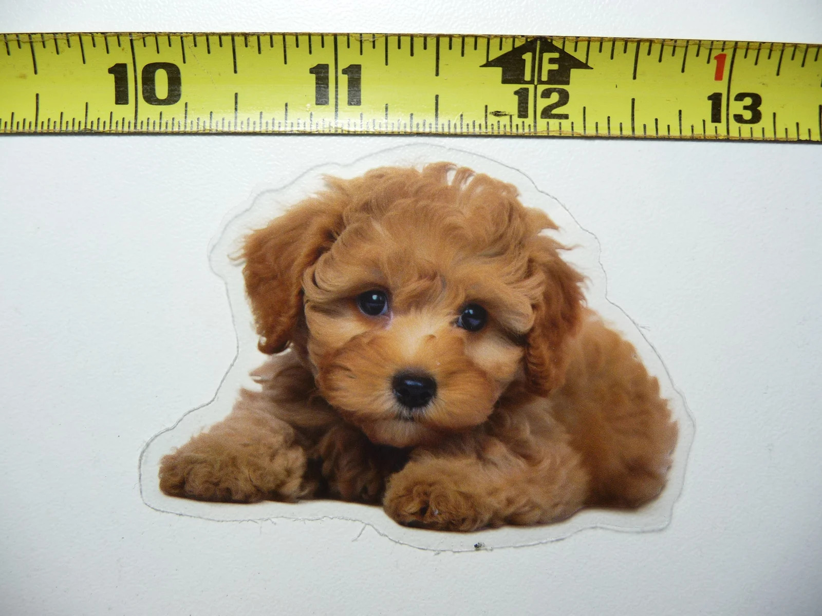 TOY POODLE DOG SMALL STICKER DECAL PET COLORFUL BEST FRIEND FUNNY