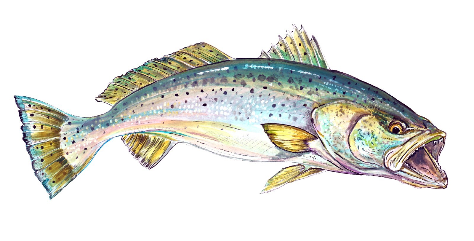 Speckled Trout Vinyl Decal Sticker Truck Boat Car Tumbler Cooler Cup Tablet