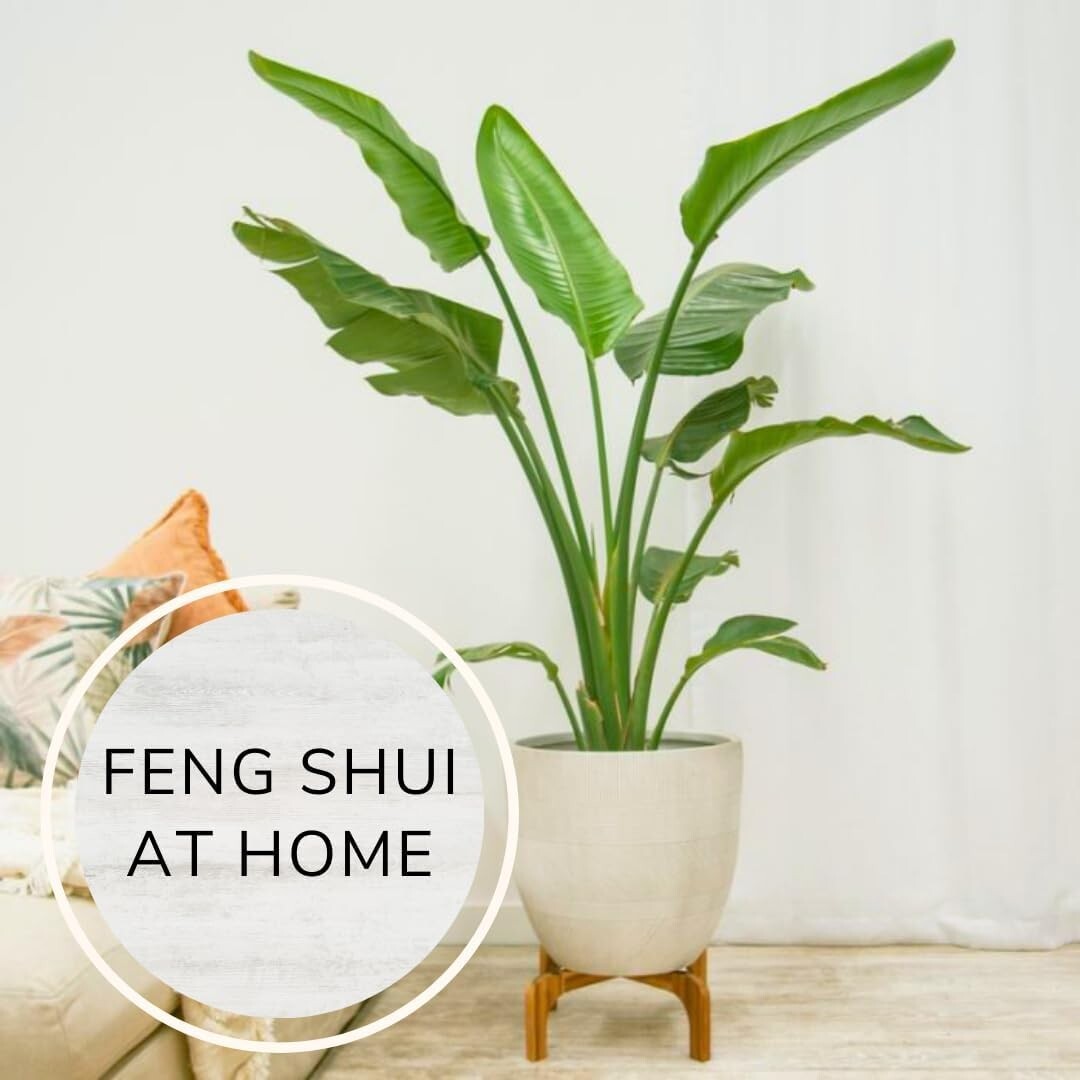 Bird of Paradise Plants Live (4-Pack) , 6-10″ Height. 2″ Pot