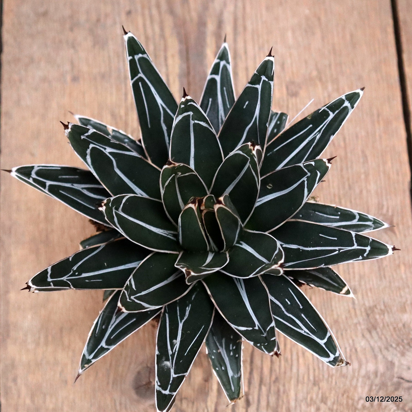 D7671 AGAVE REGINAE VICTORIAE pot10-H11-W17 cm MaMa Cactus