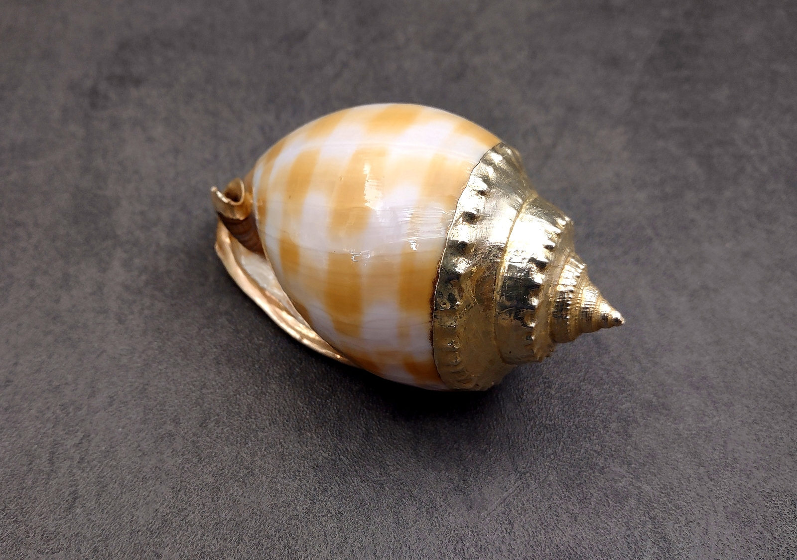 Silver Edged Banded Bonnet Shell Phalium Bandatum (1 shell approx. 3+ inches)
