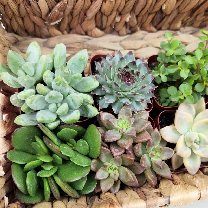 Multicolor Succulent Plants Live Indoor Pack of 6 Easy Care Grower Pots New