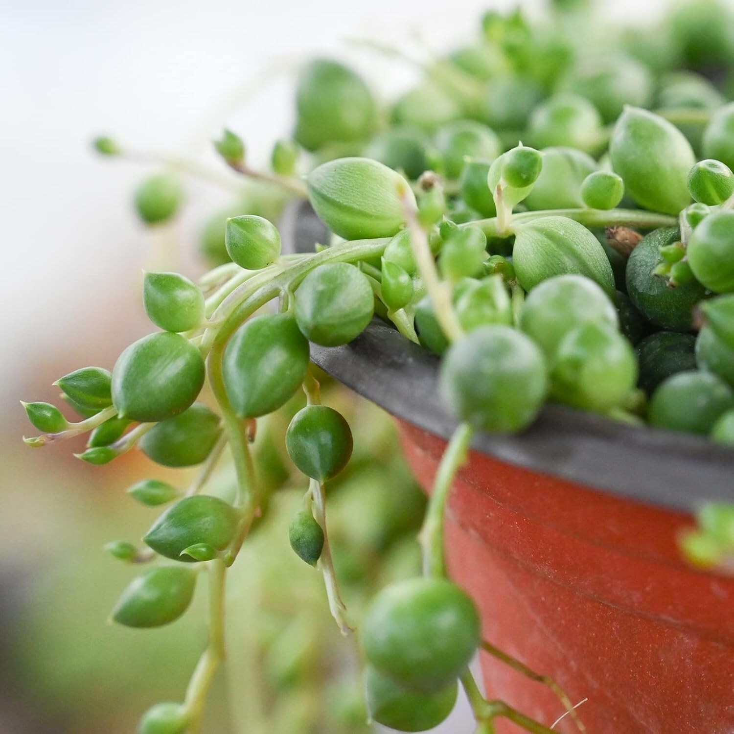 4″ String of Pearls Live Trailing Succulent Fully Rooted in Pots with Soil Mix