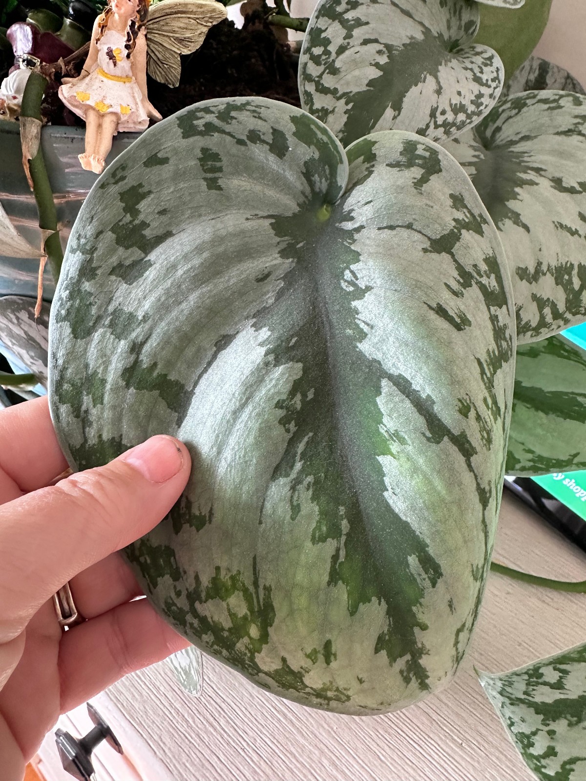 Silver Satin Pothos Cutting Scindapsus Pictus Unrooted Live Houseplant Cutting