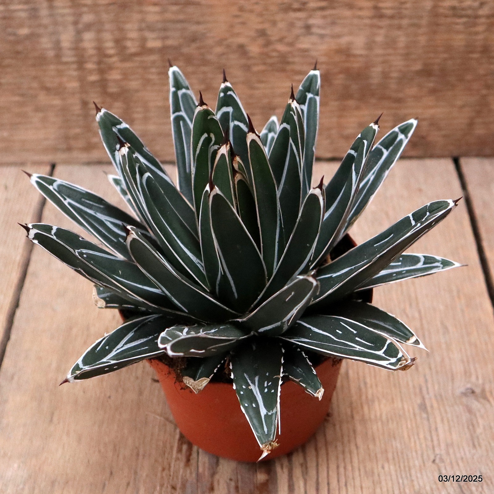 D7671 AGAVE REGINAE VICTORIAE pot10-H11-W17 cm MaMa Cactus