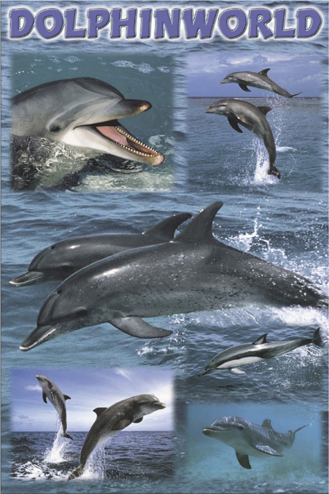 Poster Studio B – Dolphin World Ocean Sea Animals 24×36″ NEW Wall Art CJ3401D