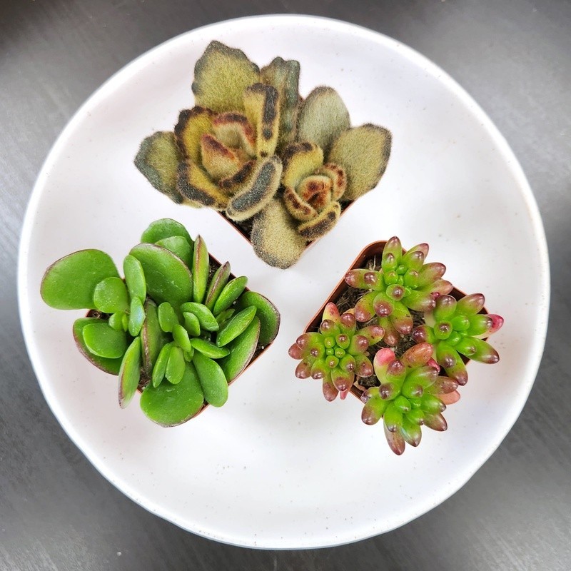 Multicolor Succulent Plants Live Indoor Pack of 6 Easy Care Grower Pots New
