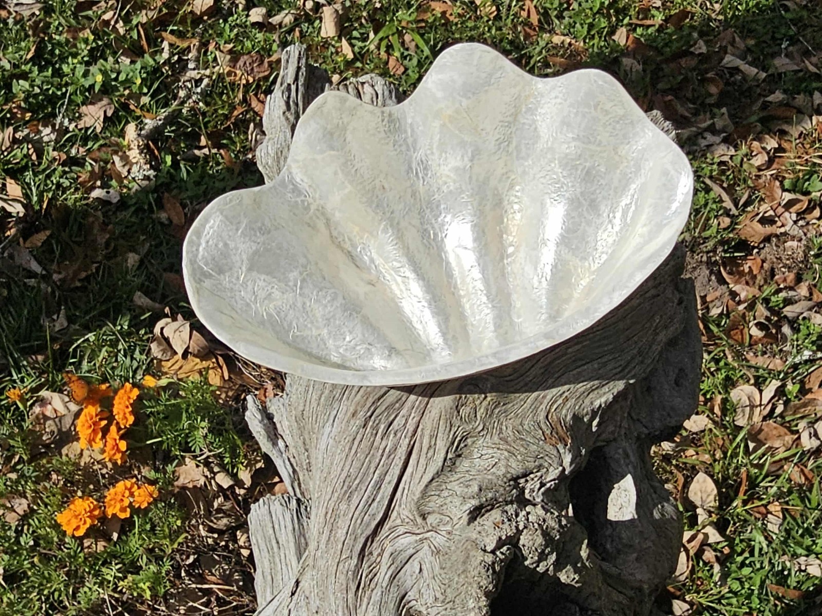 1-CAPIZ SEASHELL Clam Shape Bowl,Wedding Decor,Beach Decor,All Occasion Gifts