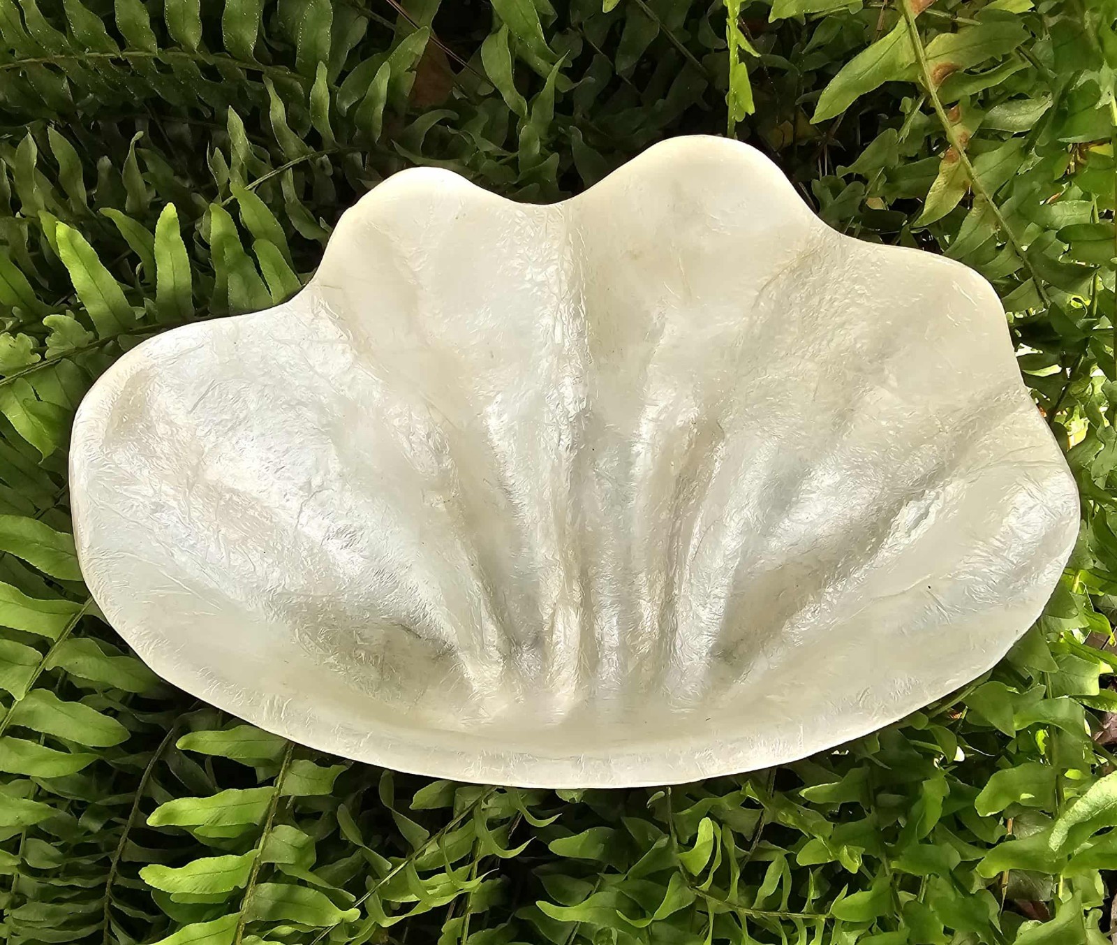 1-CAPIZ SEASHELL Clam Shape Bowl,Wedding Decor,Beach Decor,All Occasion Gifts