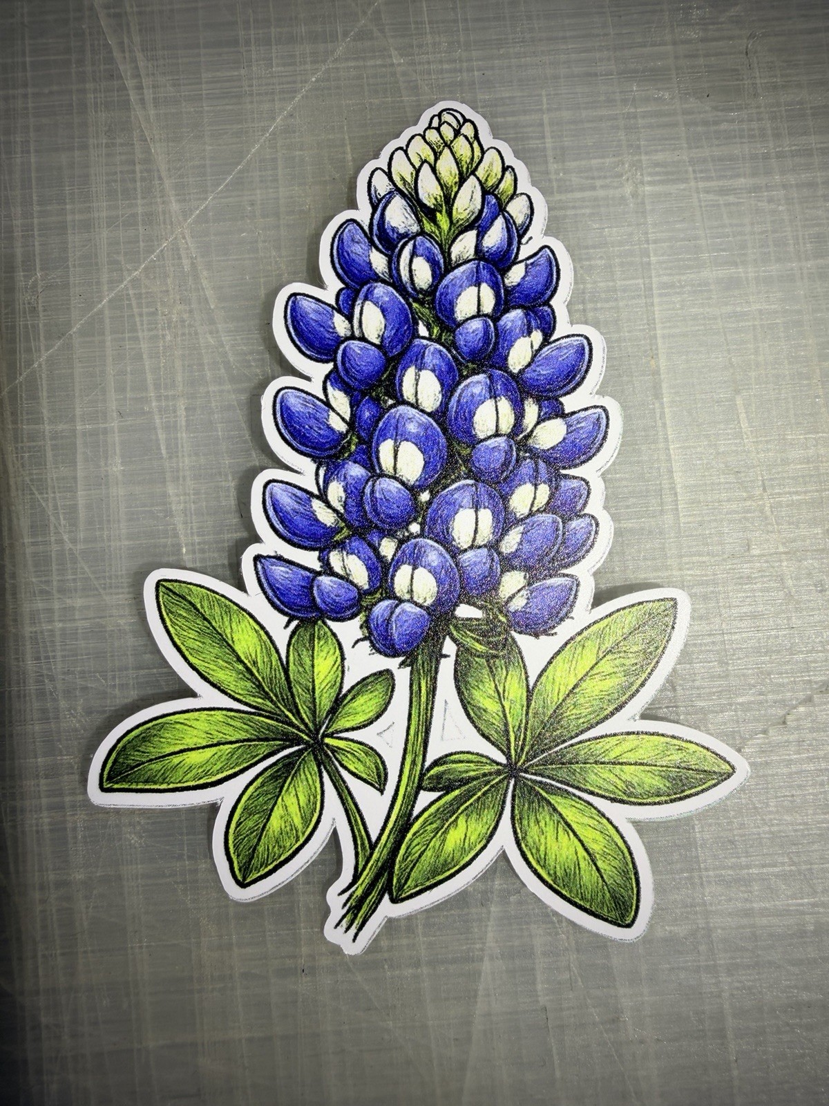 Texas Bluebonnet 2 Pack Sticker Hand Drawn Style Vinyl Decal New Free Shipping