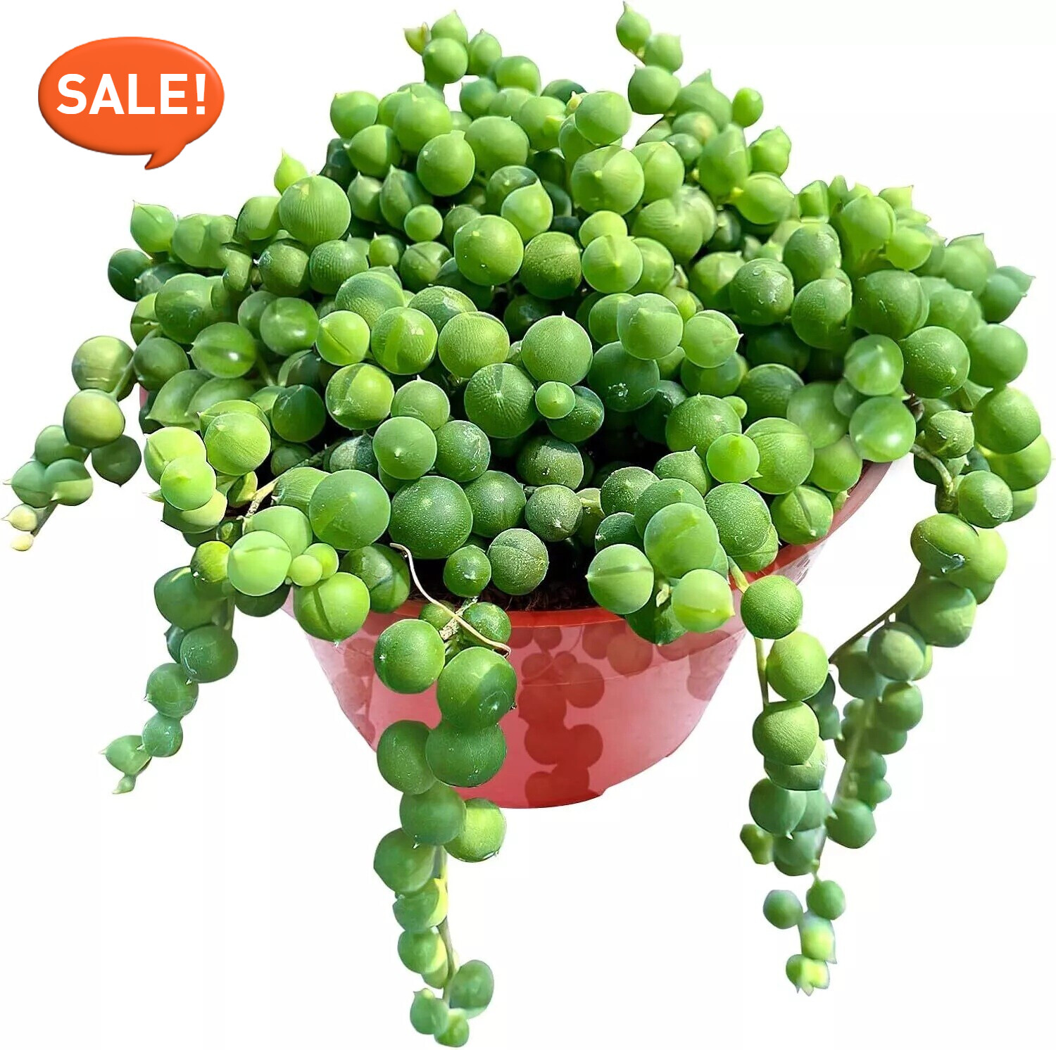 Live Succulent String of Pearls Live Plant Fully Rooted in 4″ Pot with Soil