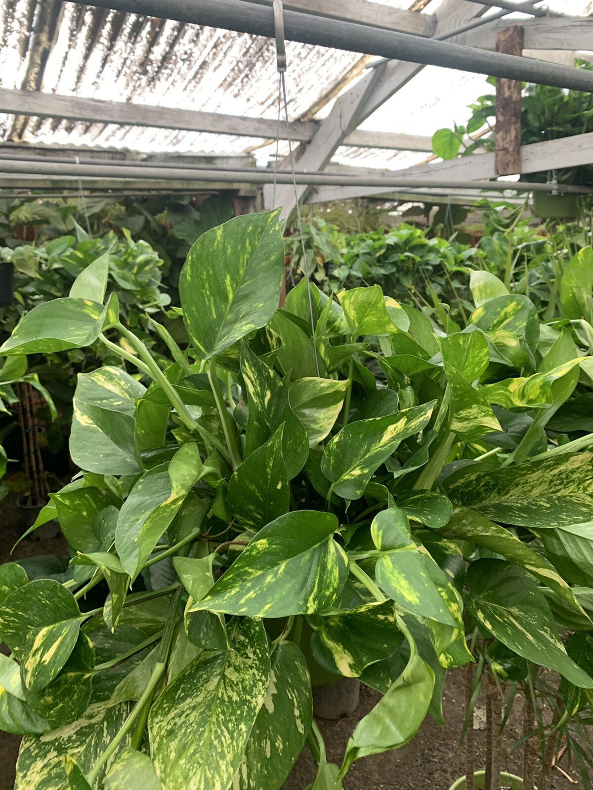 Indoor Live Plants Bundles Including 6inch Potted Pothos Plants