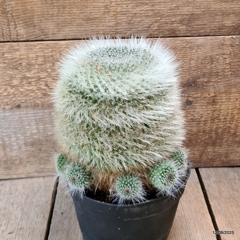 D5887 MAMMILLARIA HANIANA OLD pot18-H18-W17 cm MaMa Cactus