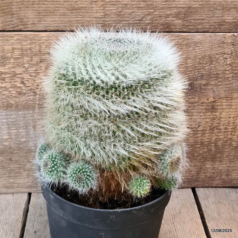 D5887 MAMMILLARIA HANIANA OLD pot18-H18-W17 cm MaMa Cactus