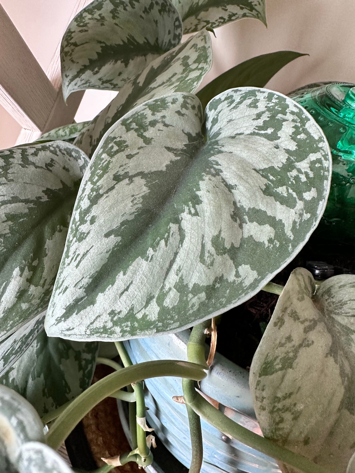 Silver Satin Pothos Cutting Scindapsus Pictus Unrooted Live Houseplant Cutting