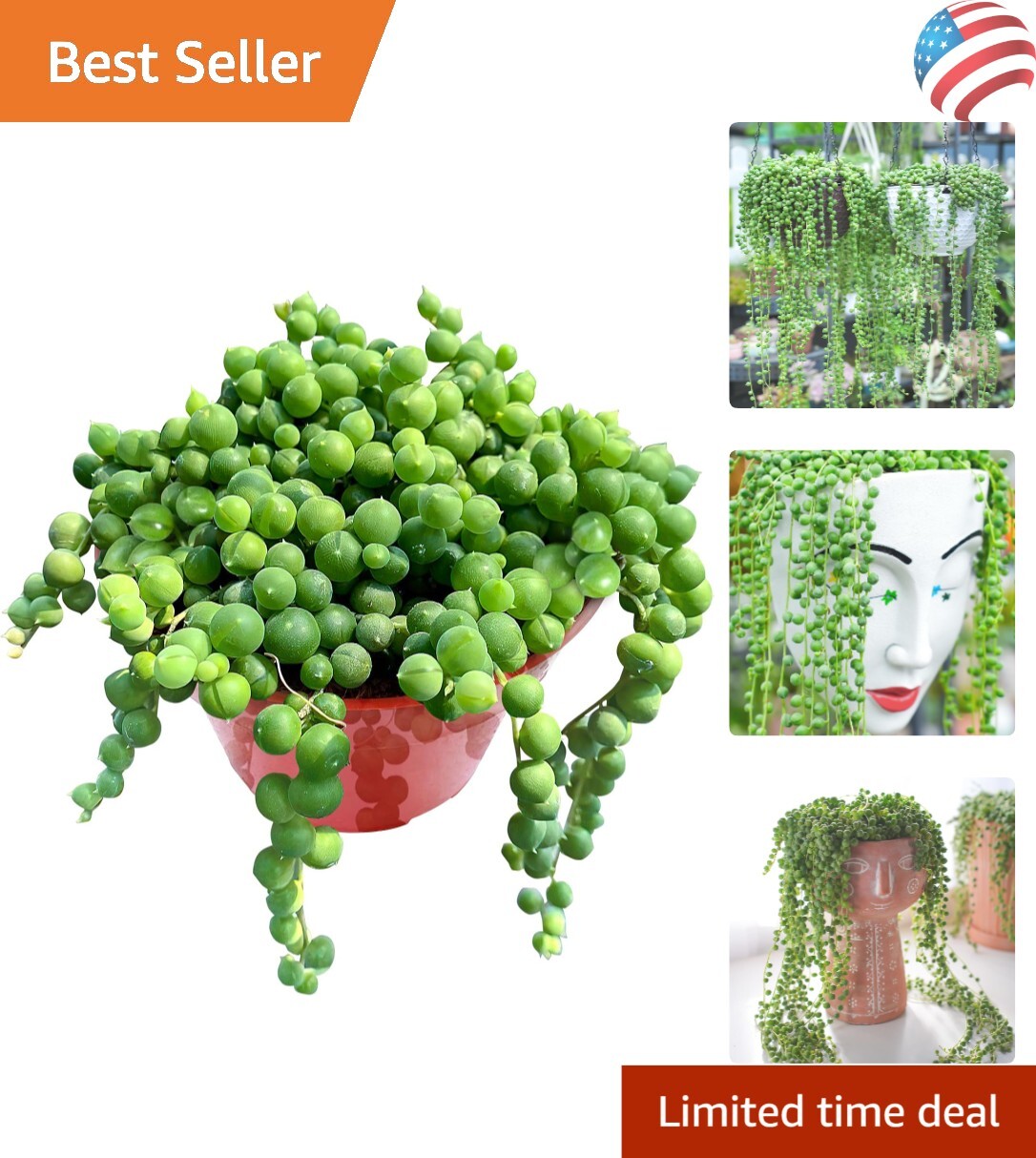 4″ String of Pearls Live Trailing Succulent Fully Rooted in Pots with Soil Mix