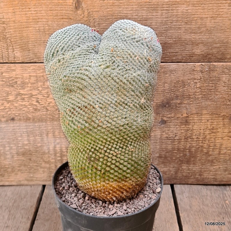 D5896 MAMMILLARIA PSEUDOPERBELLA pot18-H25-W17 cm MaMa Cactus