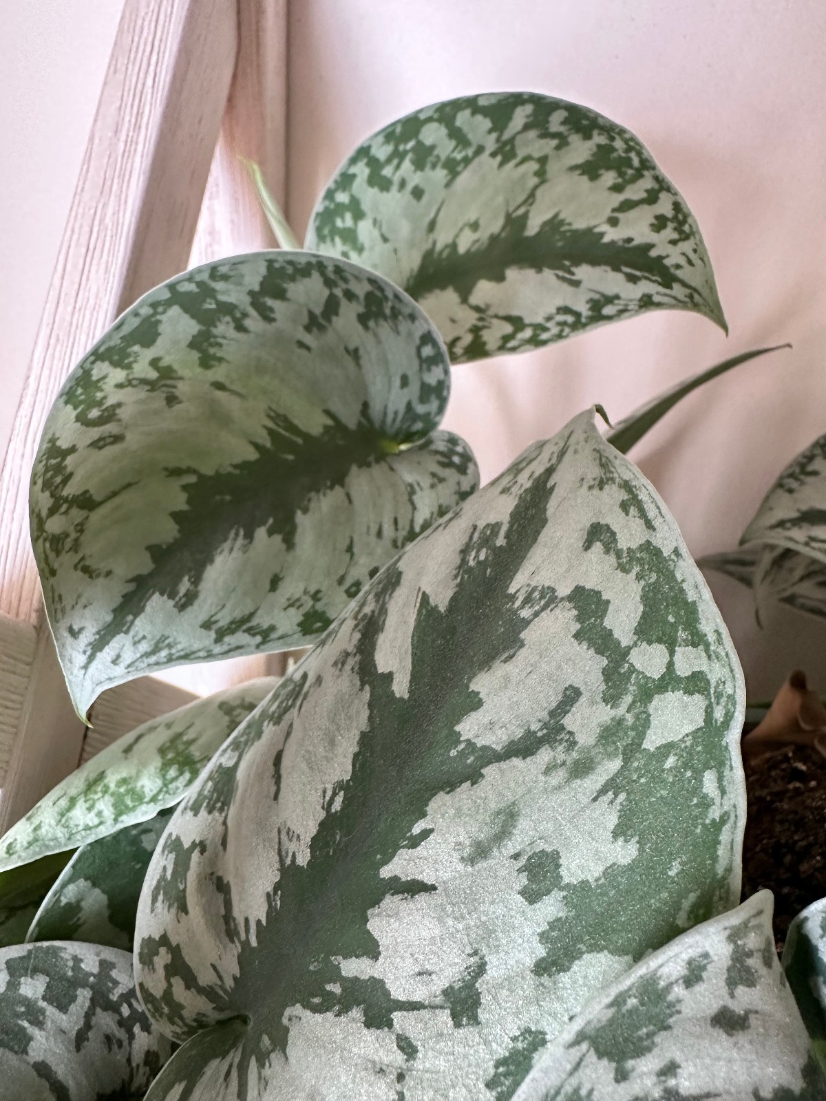 Silver Satin Pothos Cutting Scindapsus Pictus Unrooted Live Houseplant Cutting